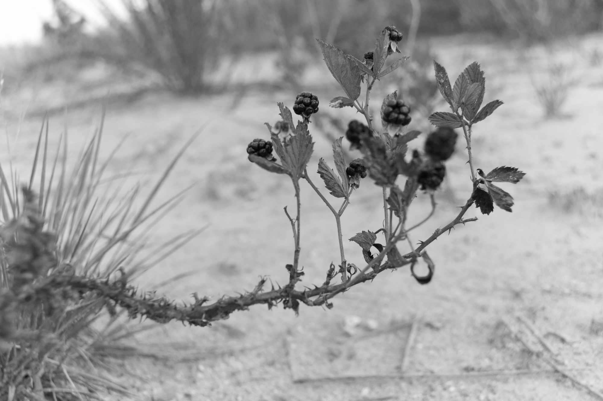 Blackberry