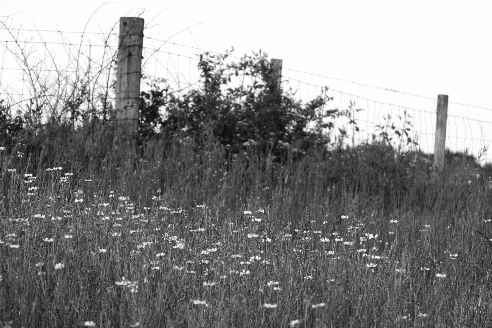 Flowers in a field with fence