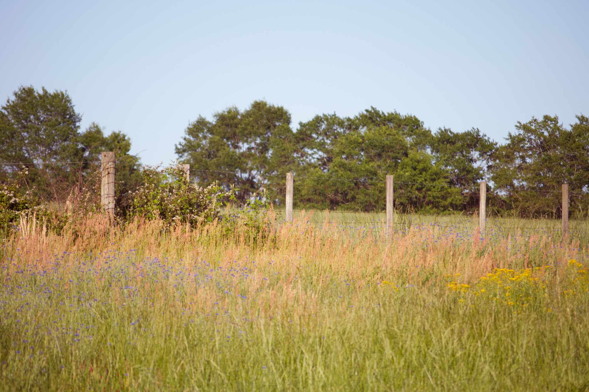 Fence in a Field