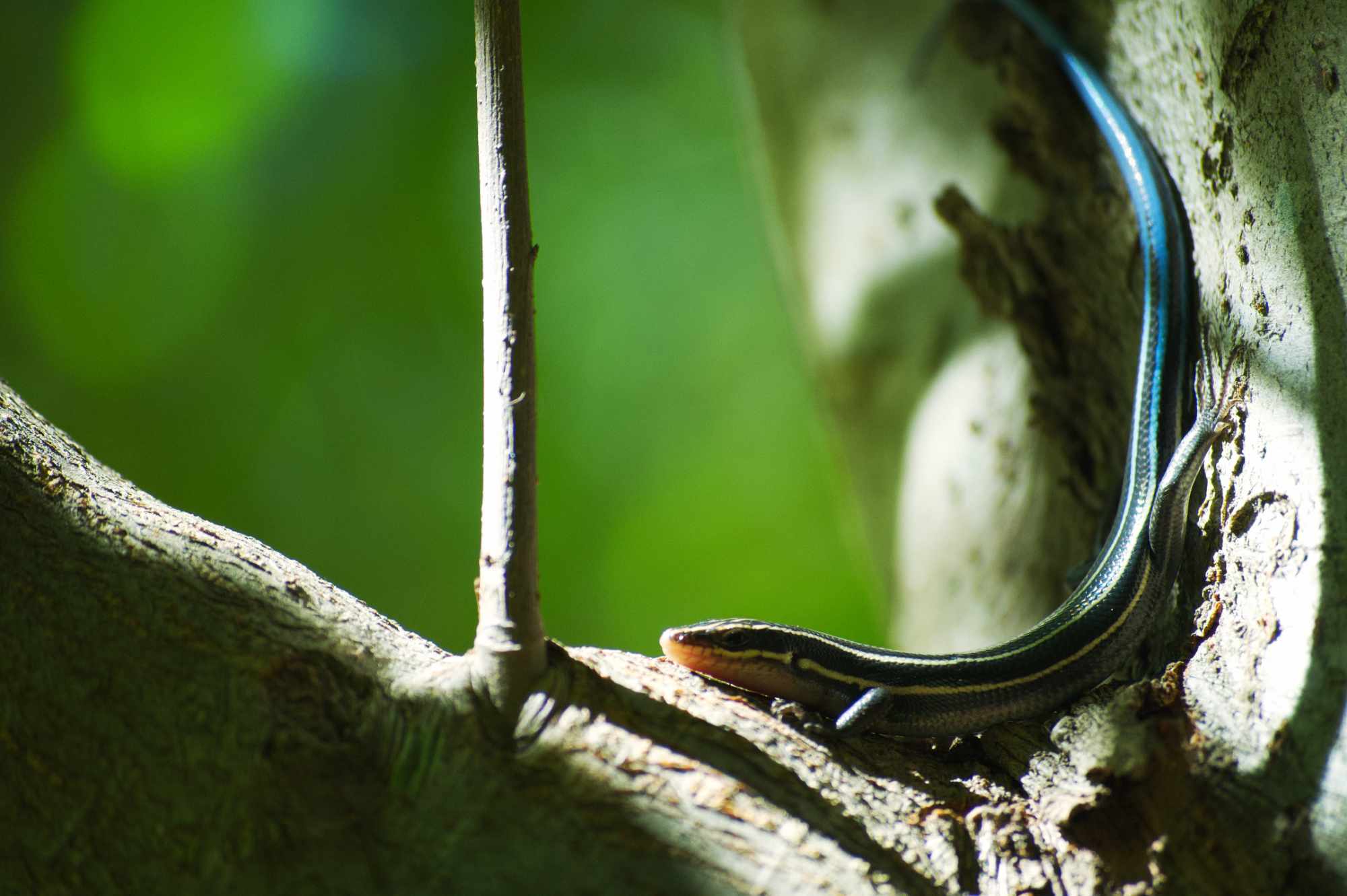 Skink in Tree