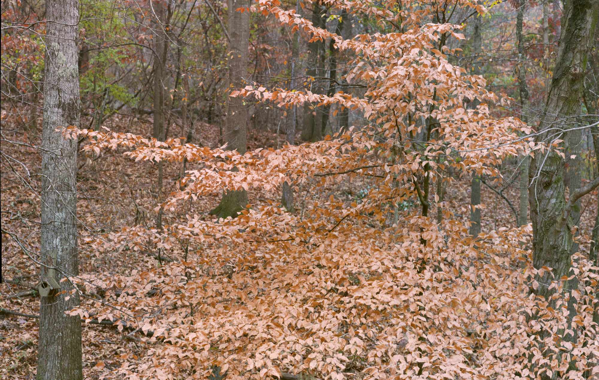 Tree in Late Autumn