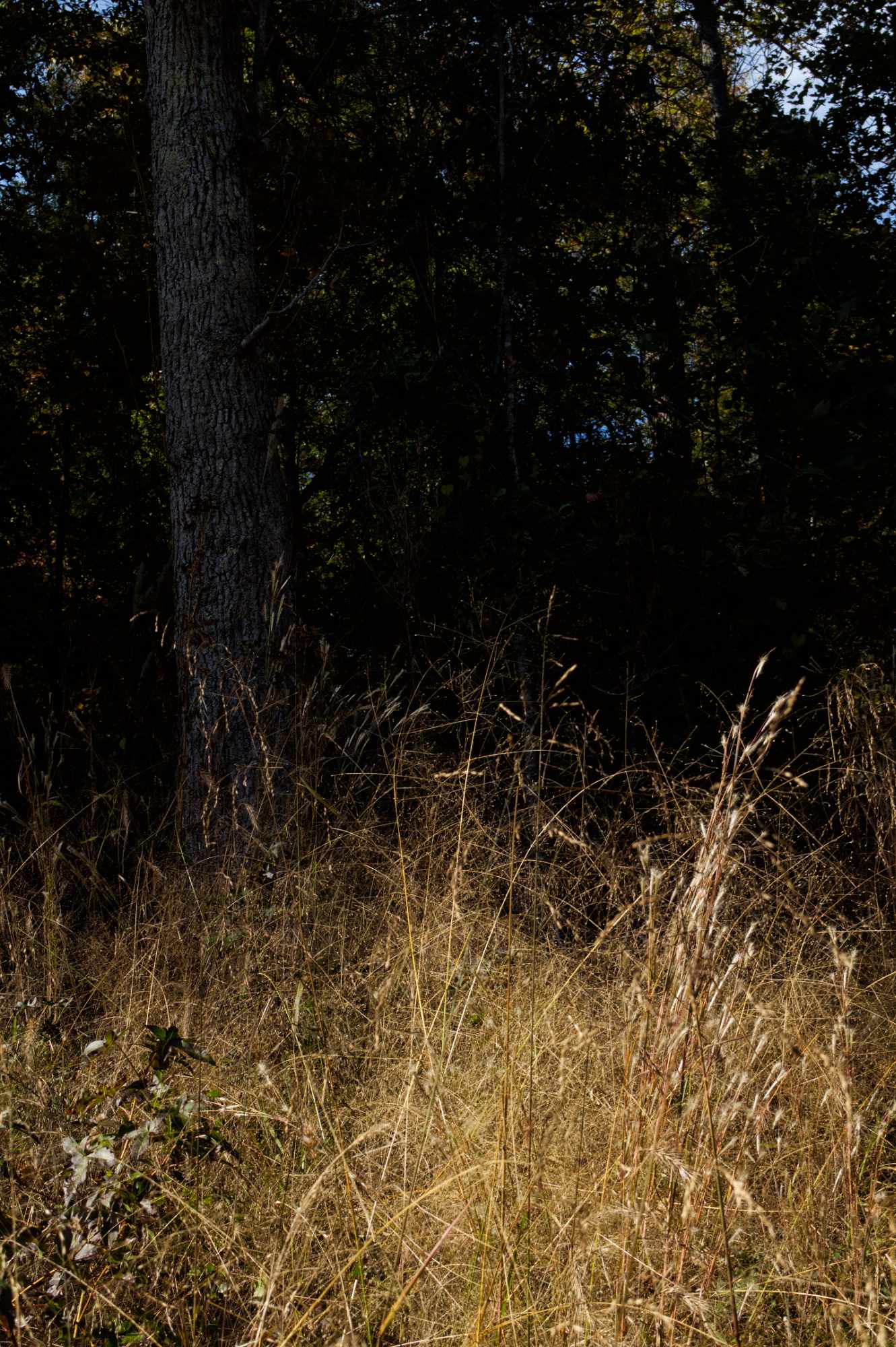 Brush at tree line near Cedar Creek