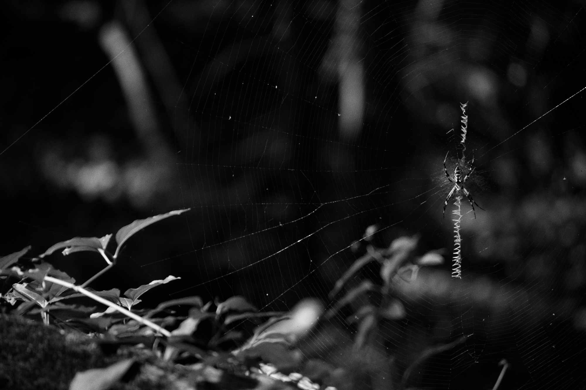 Spider in a Web at Cedar Creek