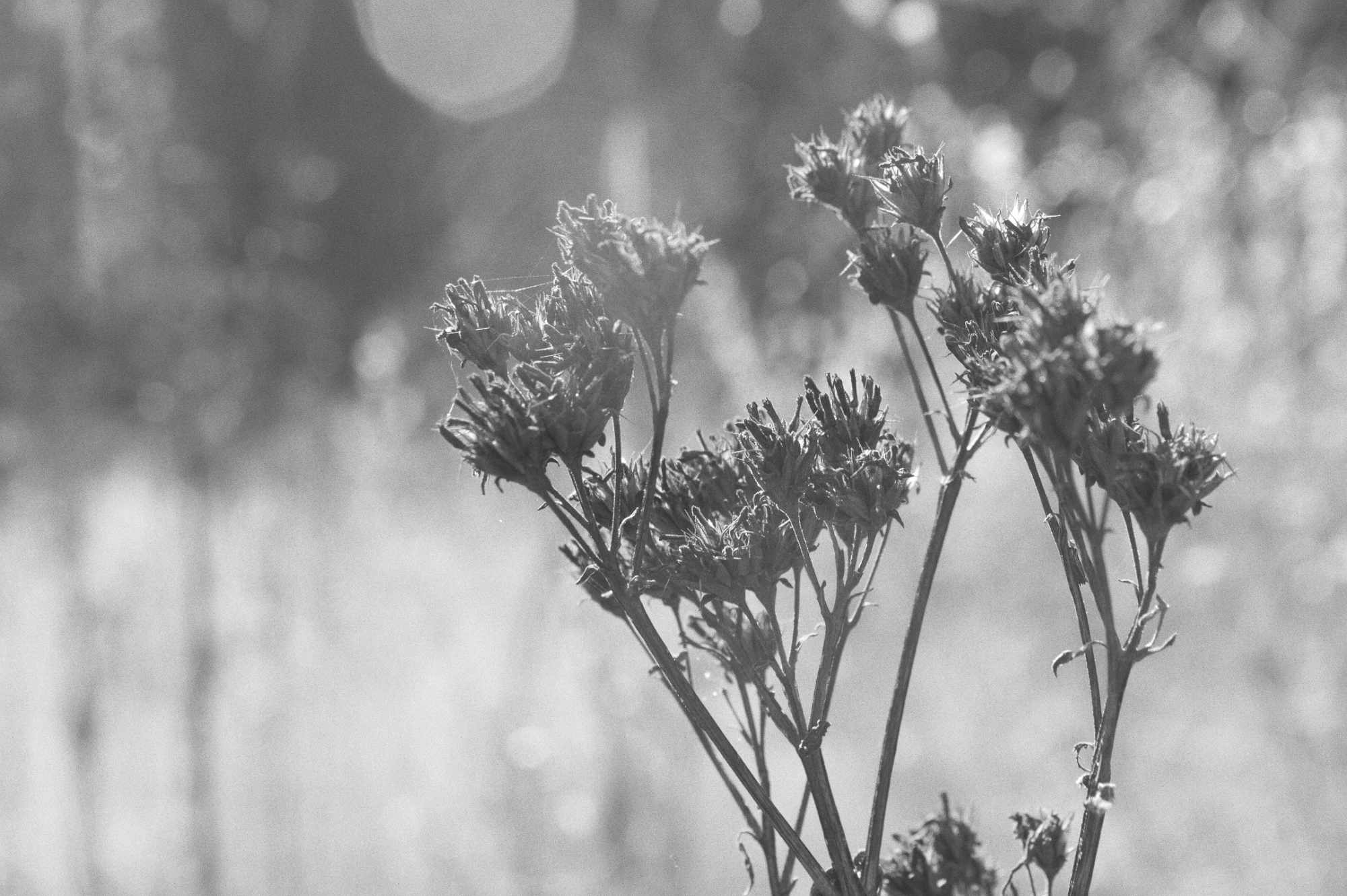 Ironweed