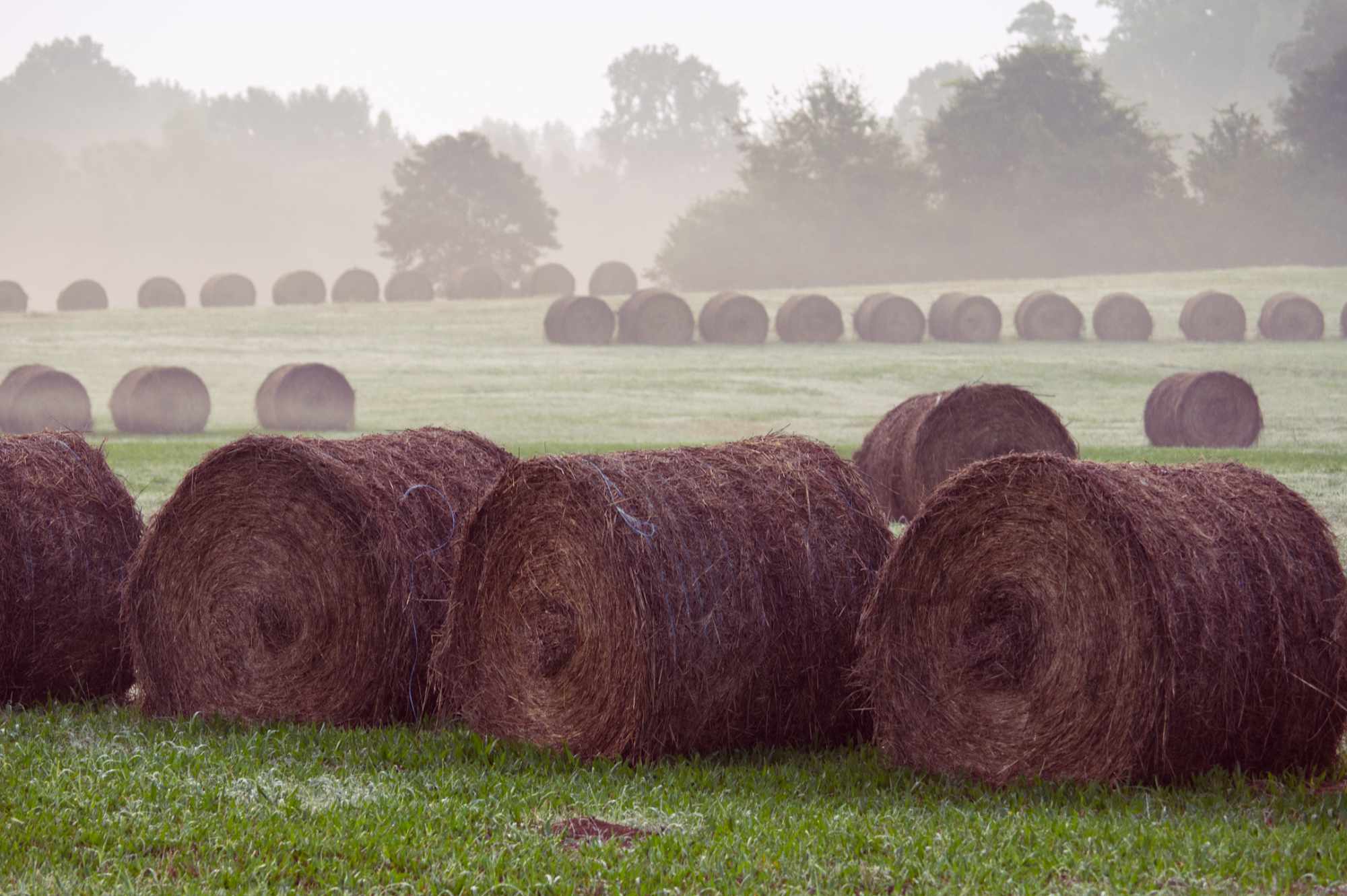 Rows of Hay at Rockwell Church