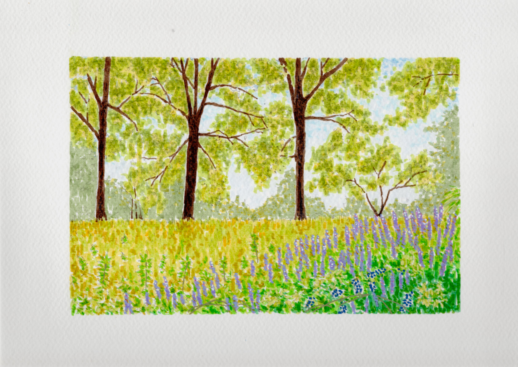 Spring Vetch