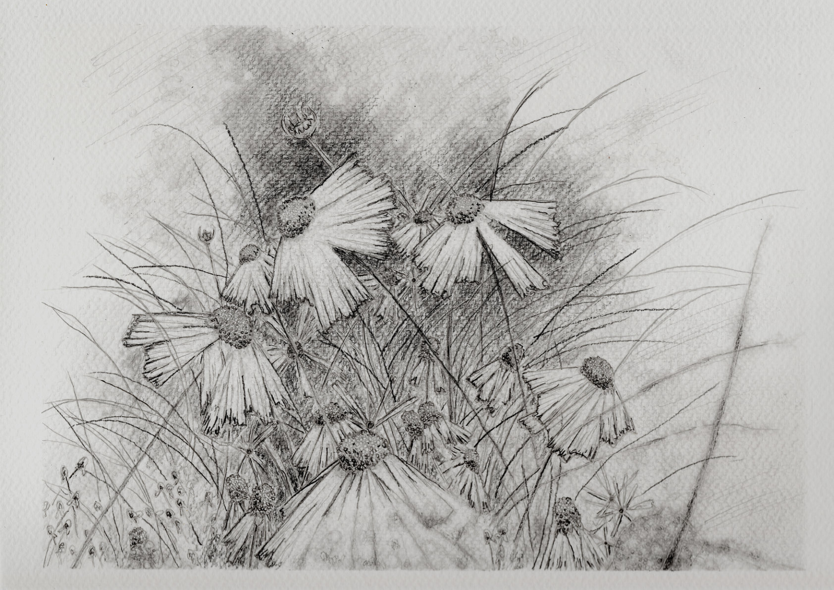 Flowers and Undergrowth