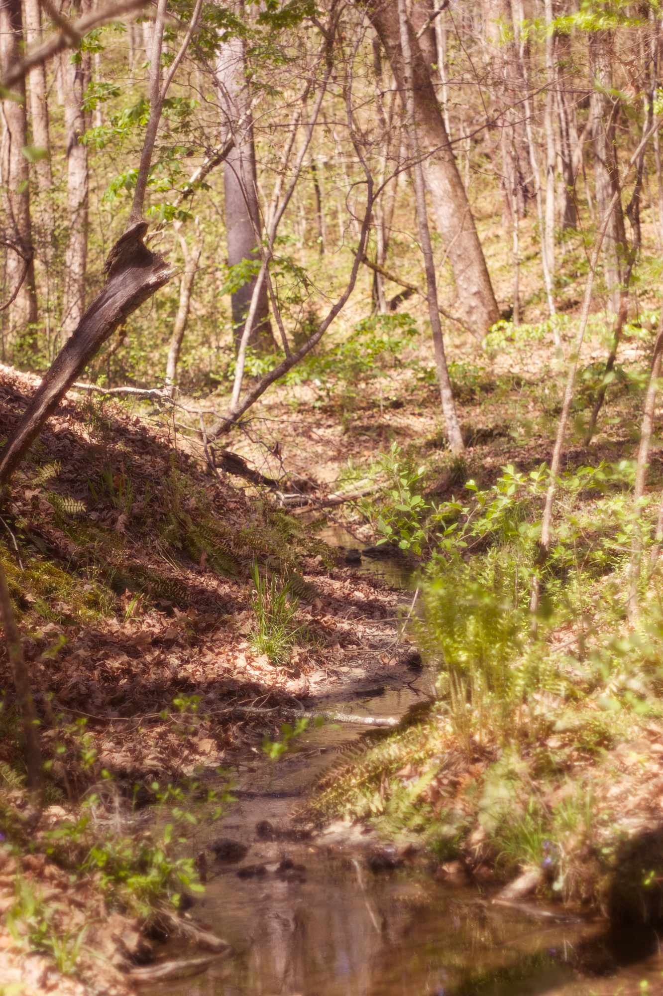 Fern and Stream