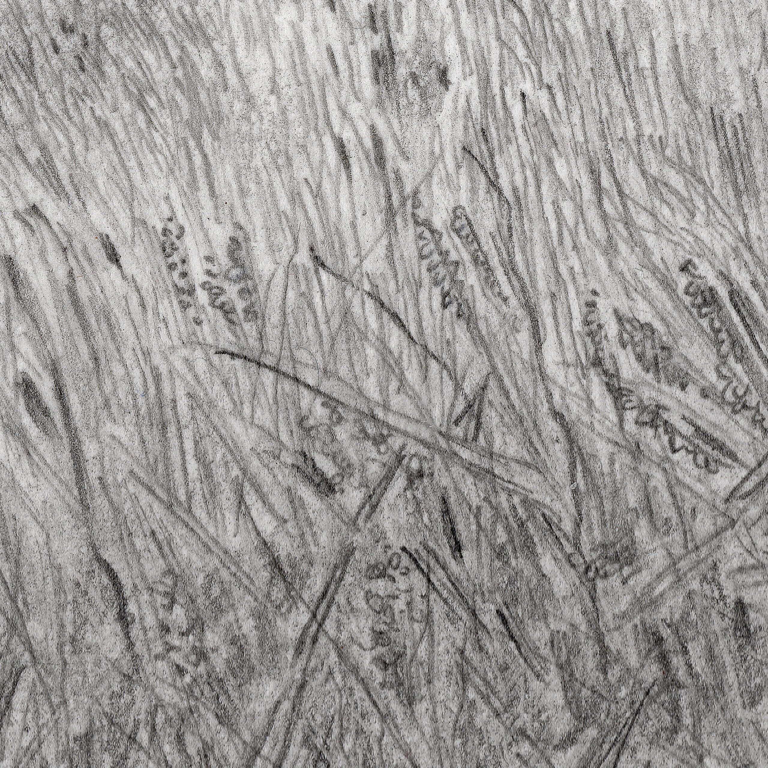 2606_Sedge-Walking-Graphite-Close4