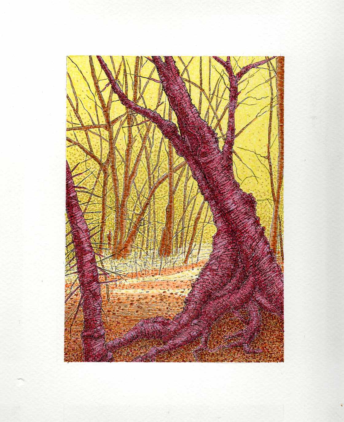 Amber Shadows