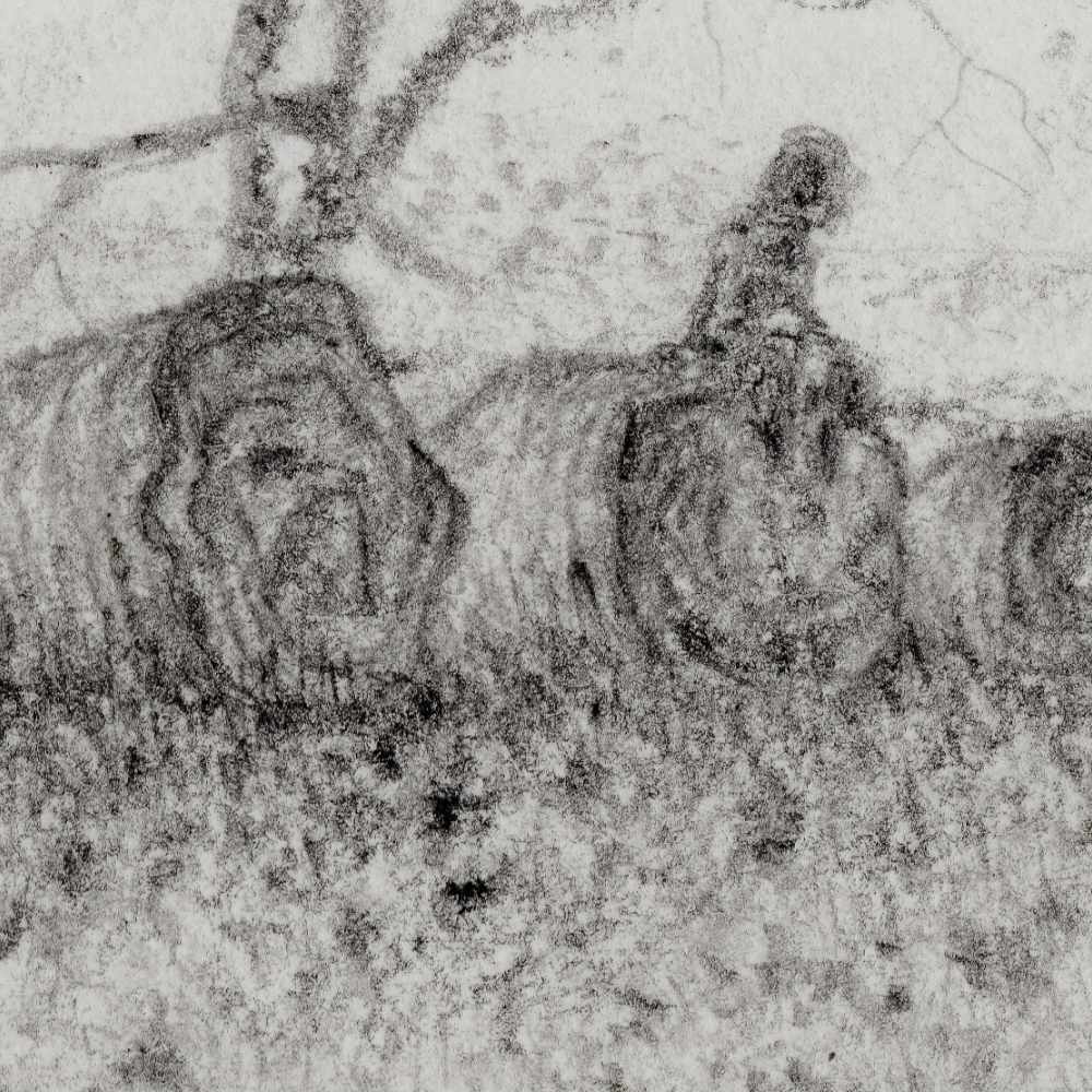 2608_Quiet-Boundary_Close2