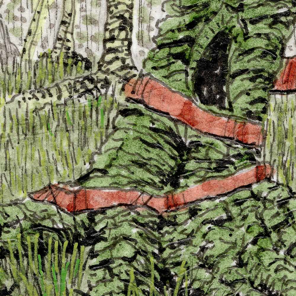 2608_Swamp-Fugue_Close2